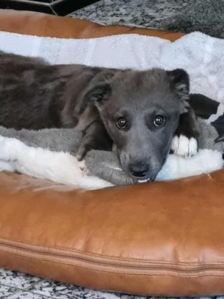 VALARY -rundum tolles Hundekind-