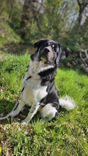 Stolzer Grieche sucht erfahrene Stelle