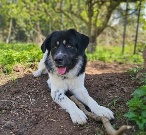 Stolzer Grieche sucht erfahrene Stelle