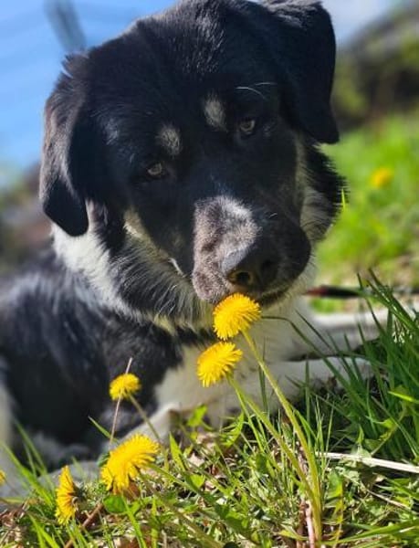 Stolzer Grieche sucht erfahrene Stelle