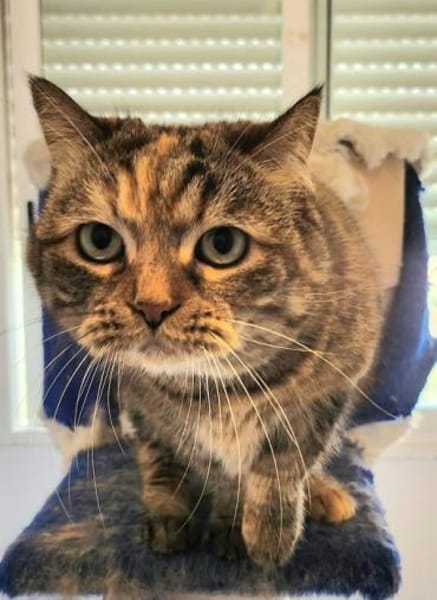 Hübsche, freundliche Katze Margaret