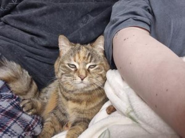 Hübsche, freundliche Katze Margaret