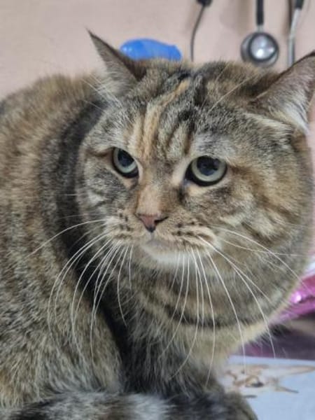 Hübsche, freundliche Katze Margaret