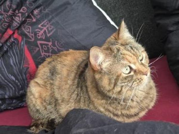 Hübsche, freundliche Katze Margaret