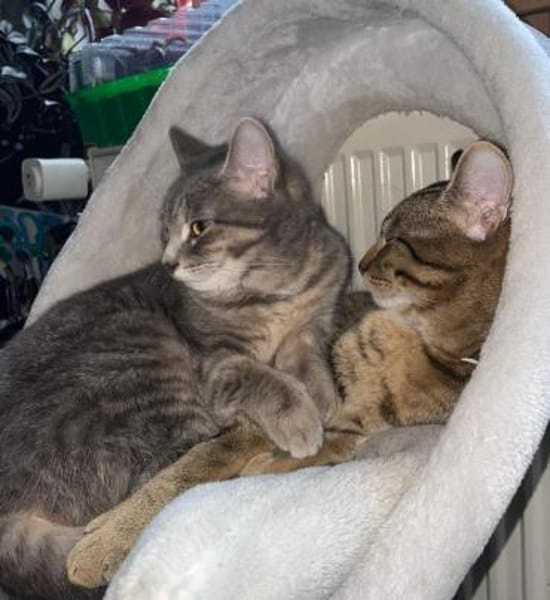 Bella & Herkules  junges Katzenpaar suc