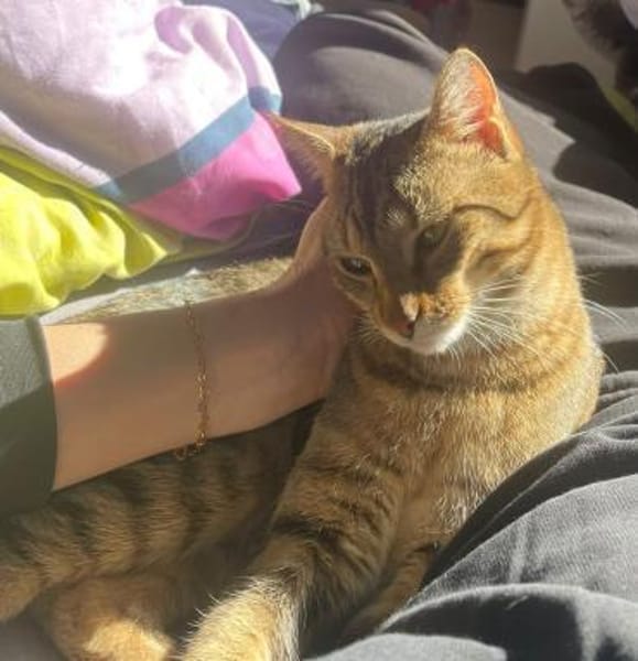 Bella & Herkules  junges Katzenpaar suc