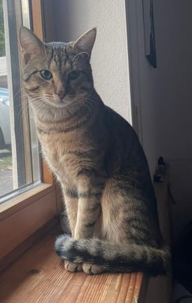 Bella & Herkules  junges Katzenpaar suc