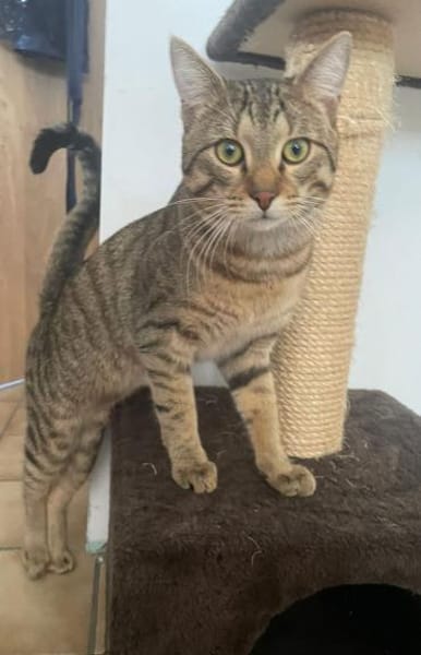 Bella & Herkules  junges Katzenpaar suc