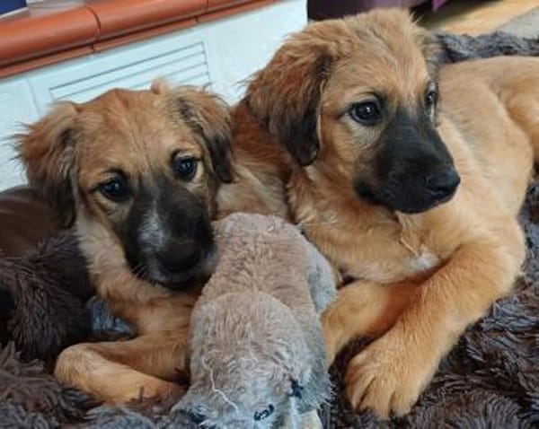 kleiner, lustiger Ulli 🥰