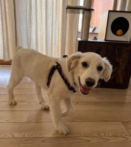 Beto, sensibler Welpe sucht Zuhause