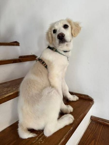 Beto, sensibler Welpe sucht Zuhause