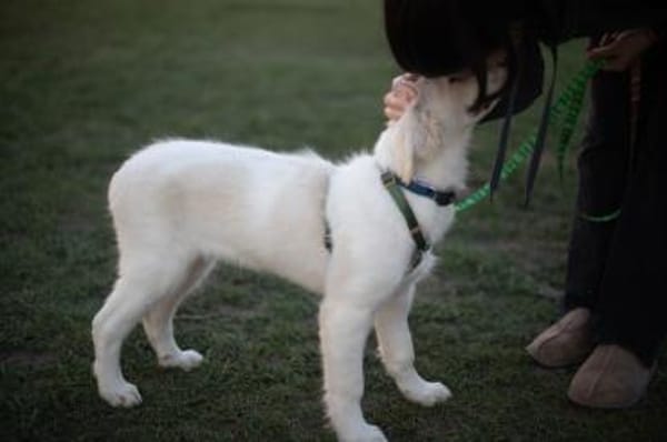 Beto, sensibler Welpe sucht Zuhause