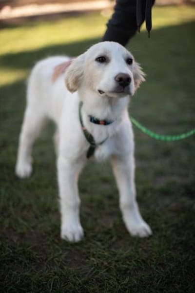 Beto, sensibler Welpe sucht Zuhause