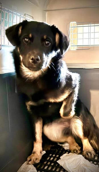 Klara unser Gutelaune Hund