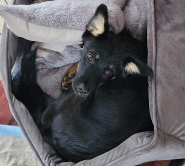 Klara unser Gutelaune Hund