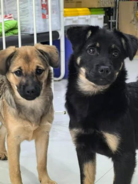 Klara unser Gutelaune Hund