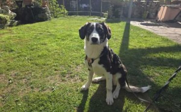 Tash sucht ein freies Körbchen