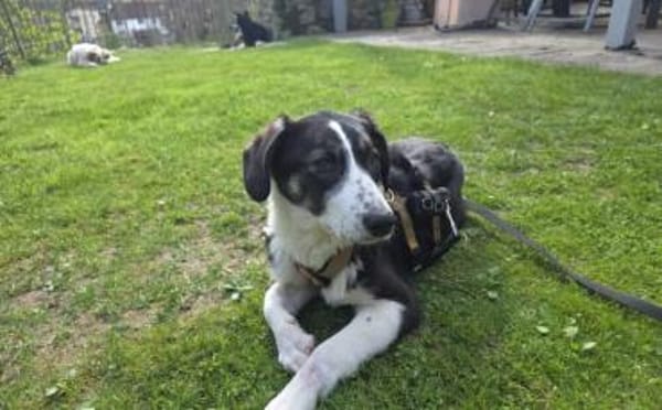 Tash sucht ein freies Körbchen