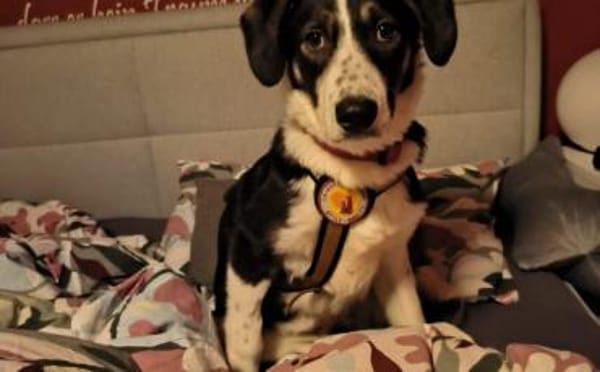 Tash sucht ein freies Körbchen