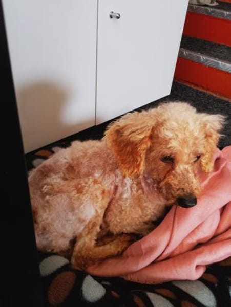 Vera, hübsches Pudelmädchen geb. 2019