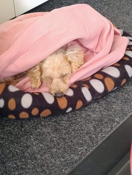 Vera, hübsches Pudelmädchen geb. 2019