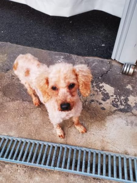 Vera, hübsches Pudelmädchen geb. 2019