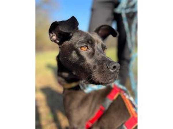 Nura - wartet in 04103 Leipzig