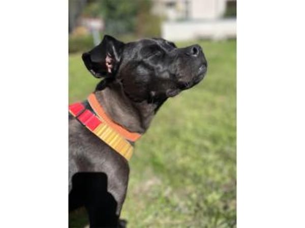 Nura - wartet in 04103 Leipzig