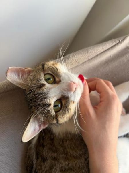 Luna und Chrysa aus dem Tierschutz