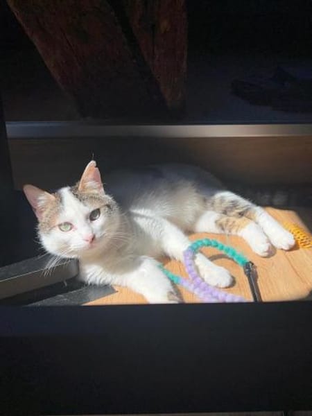 Luna und Chrysa aus dem Tierschutz