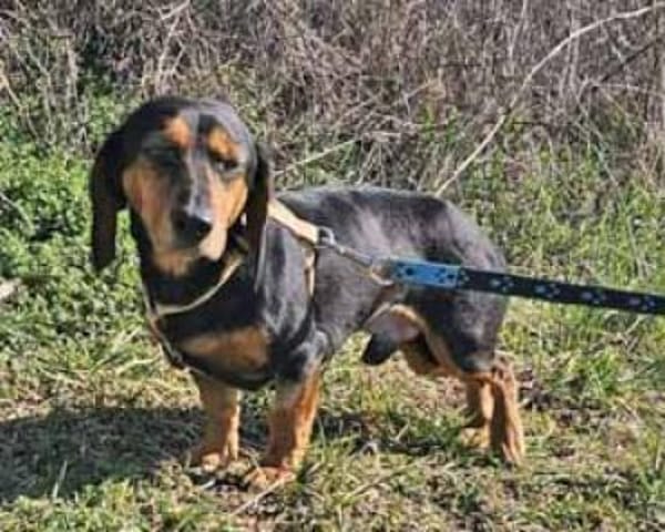 Timon geb. 10/2022 ist ein toller Dackel