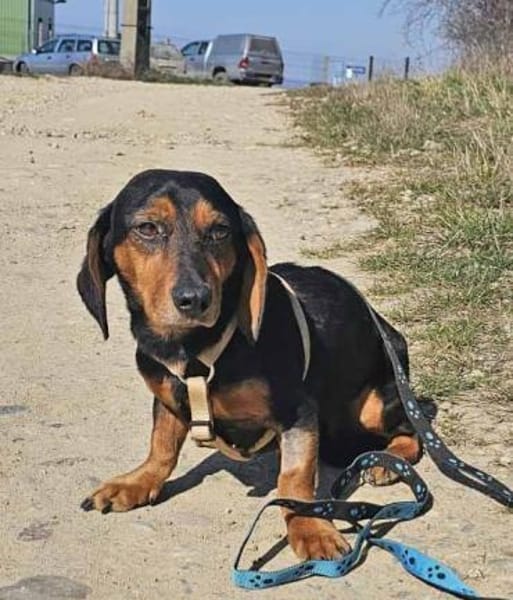 Timon geb. 10/2022 ist ein toller Dackel