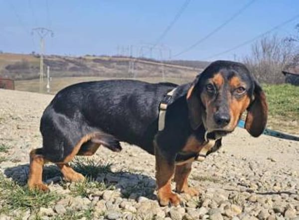 Timon geb. 10/2022 ist ein toller Dackel