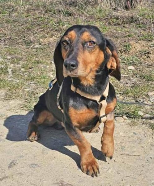 Timon geb. 10/2022 ist ein toller Dackel