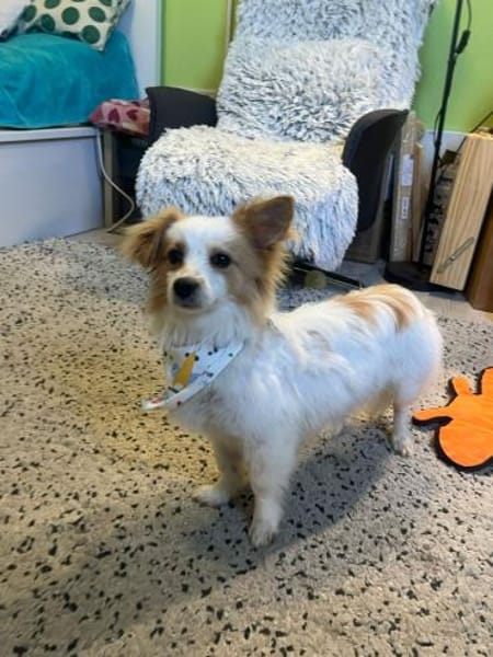 Pici, kinderlieber Mischling geb.12/2024