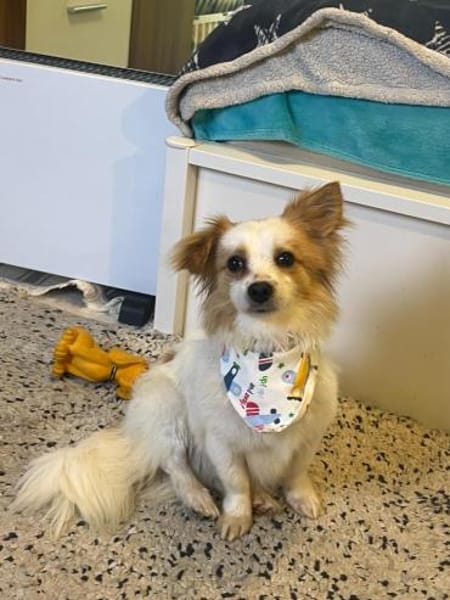 Pici, kinderlieber Mischling geb.12/2024