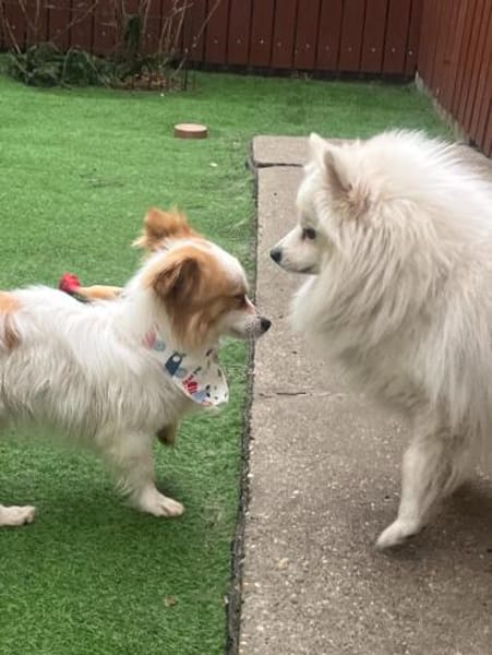 Pici, kinderlieber Mischling geb.12/2024