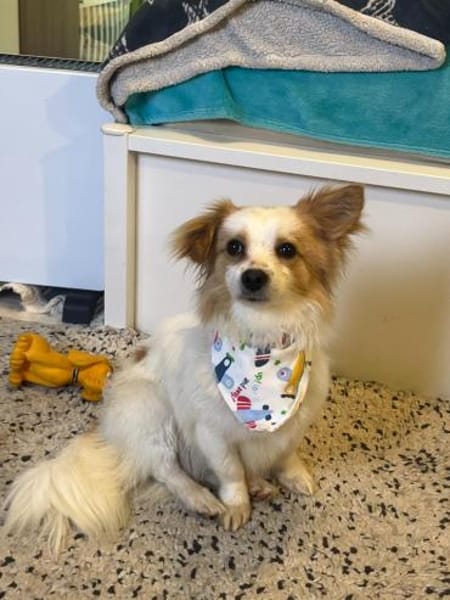 Pici, kinderlieber Mischling geb.12/2024