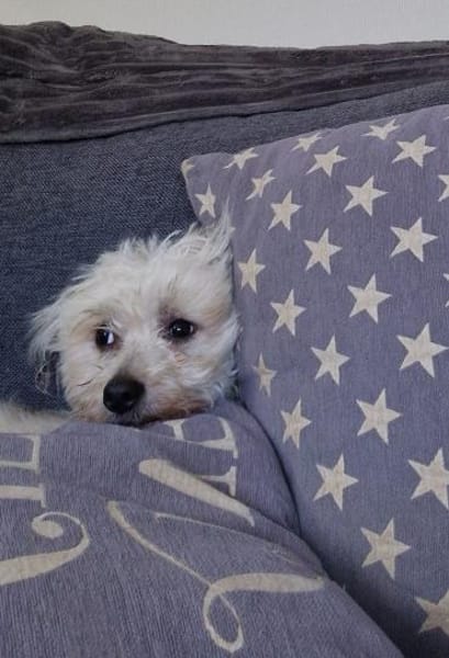 Miguel, schüchterner Maltipoo Rüde