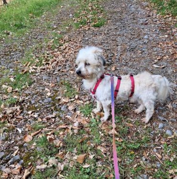 Miguel, schüchterner Maltipoo Rüde