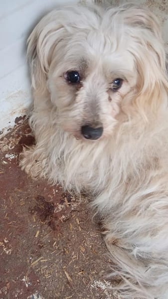 Miguel, schüchterner Maltipoo Rüde