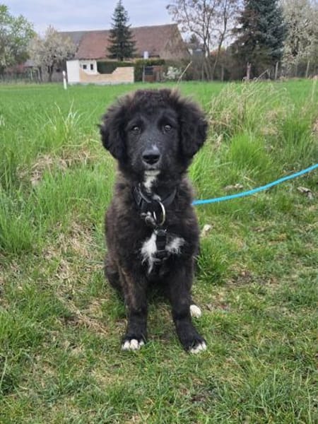 Kira - kluge Abenteurerin mit Herz sucht