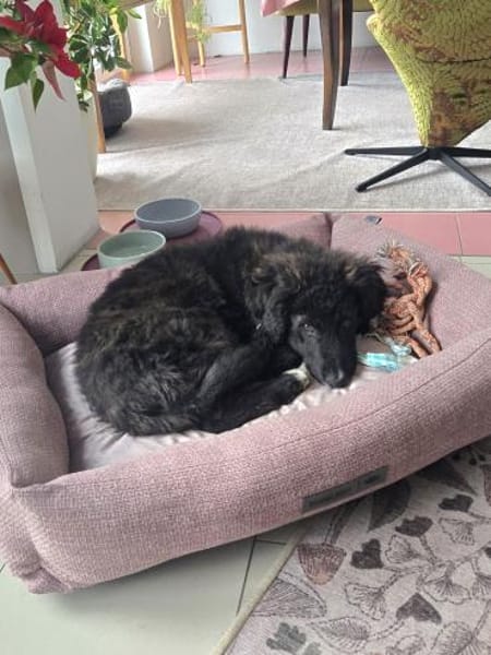 Kira - kluge Abenteurerin mit Herz sucht