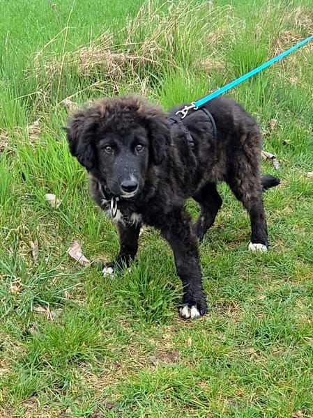 Kira - kluge Abenteurerin mit Herz sucht