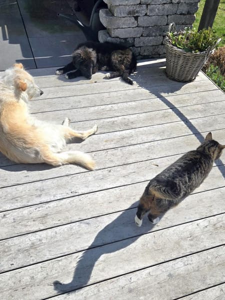 Kira - kluge Abenteurerin mit Herz sucht