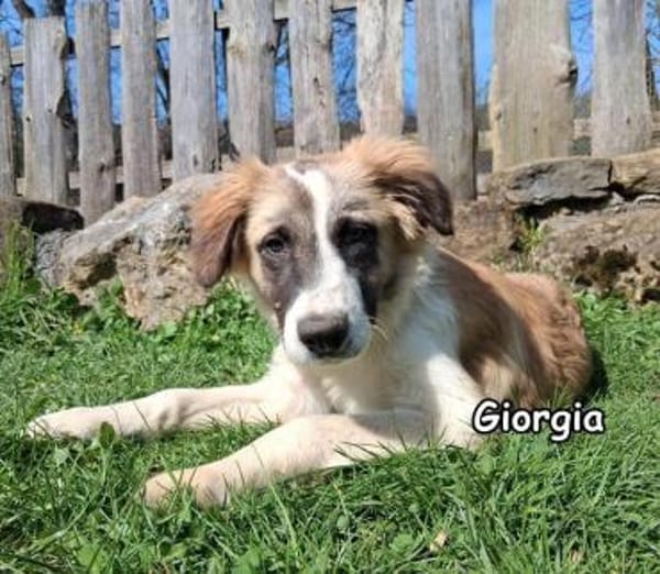 Giorgia in der Tierherberge Donzdorf