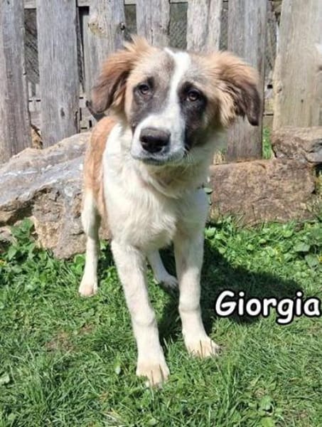 Giorgia in der Tierherberge Donzdorf