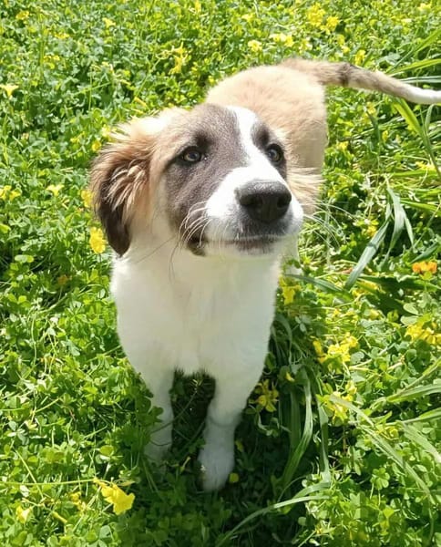 Giorgia in der Tierherberge Donzdorf