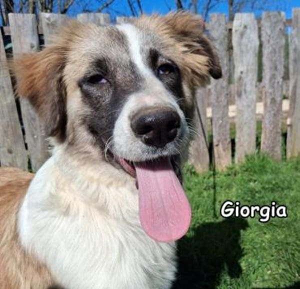 Giorgia in der Tierherberge Donzdorf