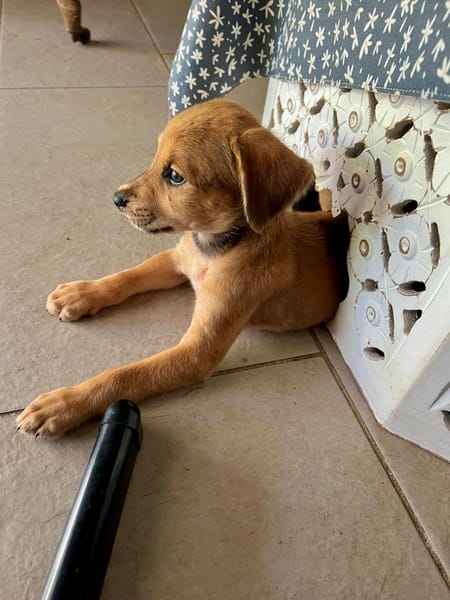 Loki, le spécialiste bisous